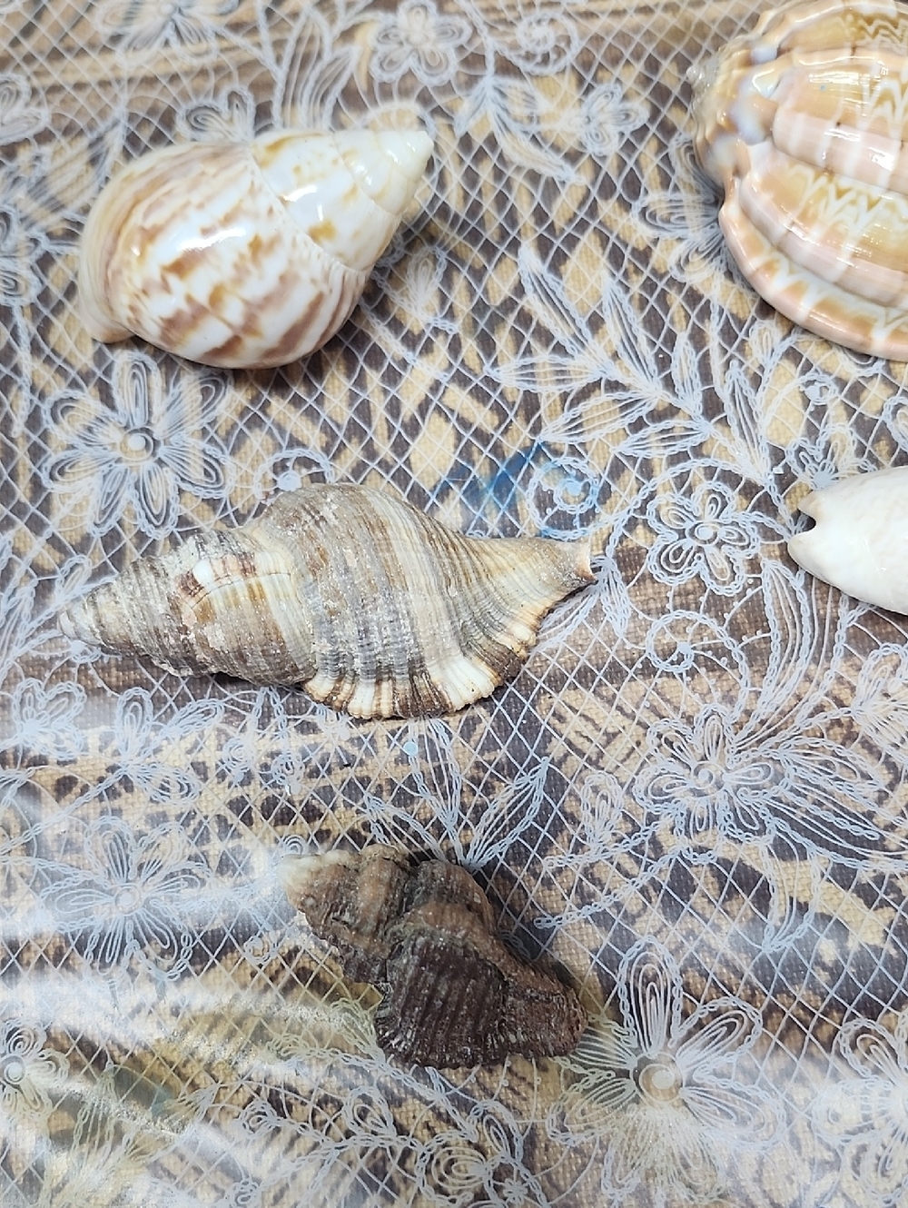 10pc Shells EUC - Picture 5 of 5